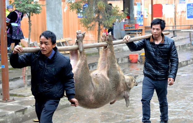 抬猪 表情包图片