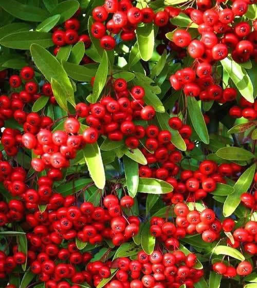 1种山中植物,人称"火把果",全身是宝,能吃能赏