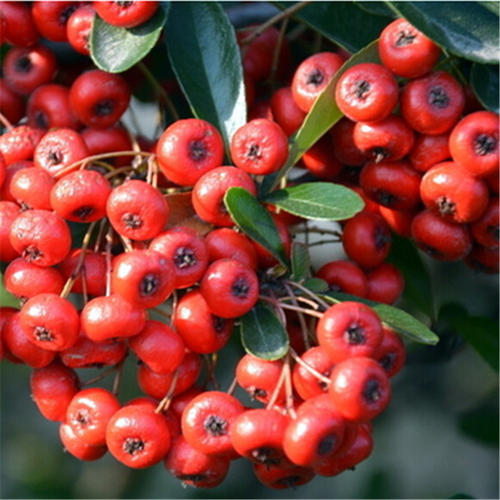 1种山中植物,人称"火把果",全身是宝,能吃能赏