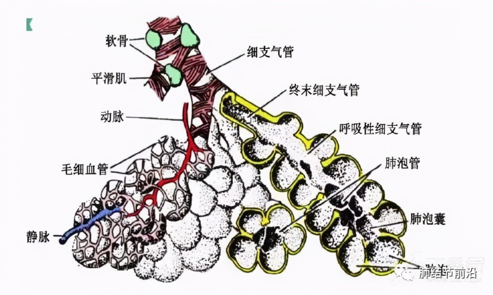 肺結節讀片16再談肺磨玻璃結節邊界的ct形態特點