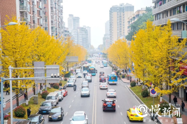 在九龍坡區直港大道,九濱路,李家沱大橋頭等地,金黃的銀杏樹在瑟瑟