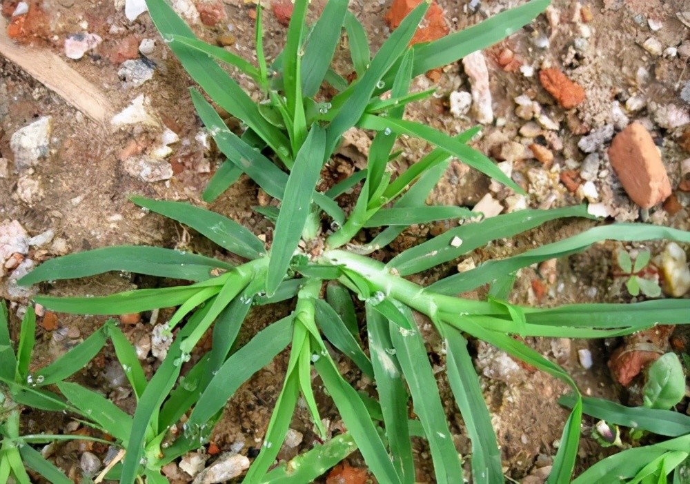 農村遍地的牛筋草原來還有這些價值不能把它當成野草了