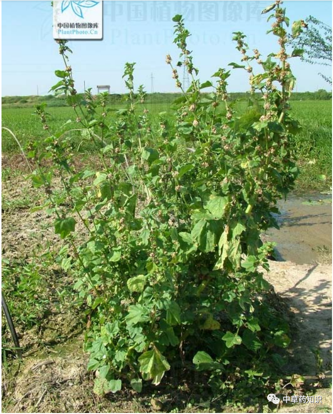 冬葵(冬葵子的功效与作用) - 123植物网