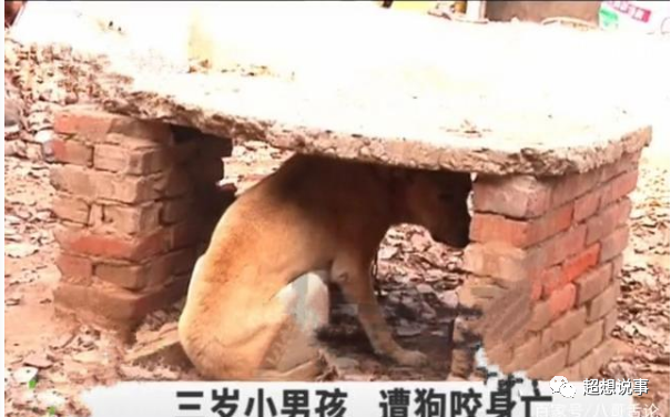咬死三岁萌娃 这事不赖狗 烈性犬 遛狗
