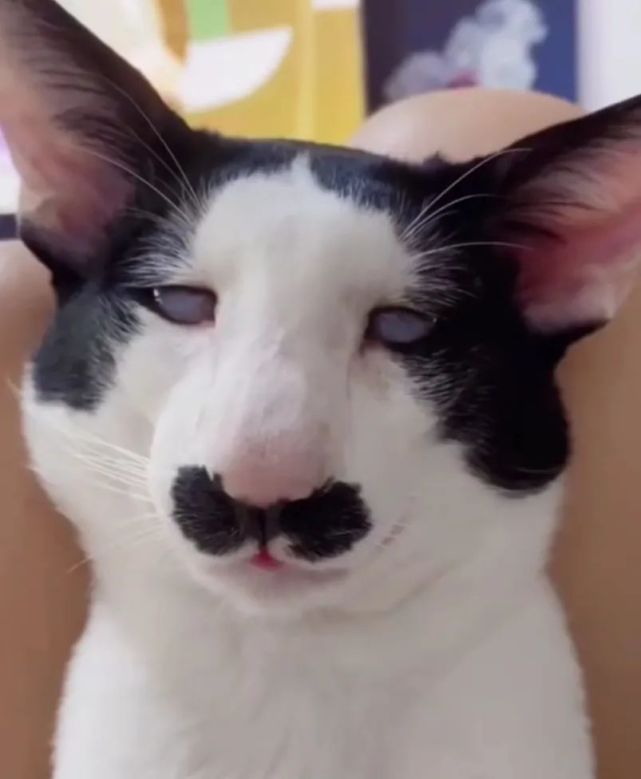 奶牛这种猫怎么回事啊丑上热搜