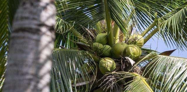 世界最"不正经"的椰子树,不产椰子产大米,被称为"米树"!