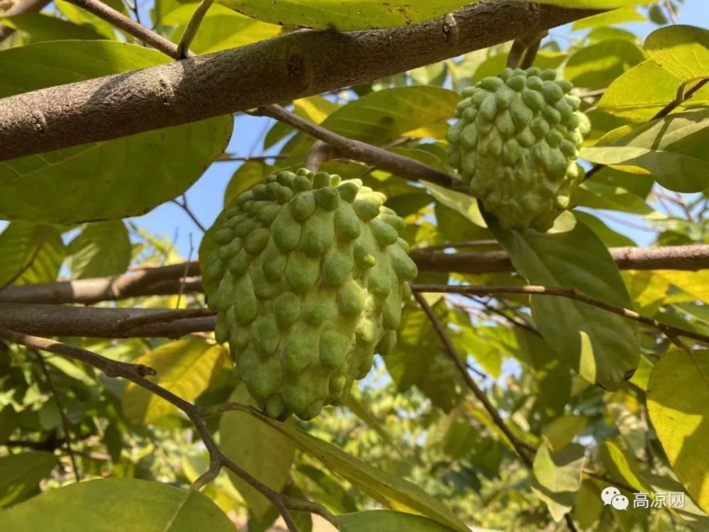 高州大面積種植一種名貴水果番荔枝現在少量上市20元斤