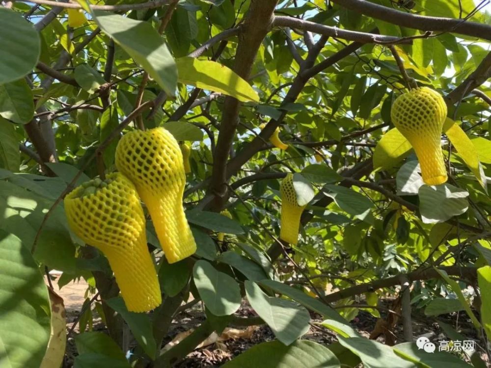 高州大面積種植一種名貴水果番荔枝現在少量上市20元斤