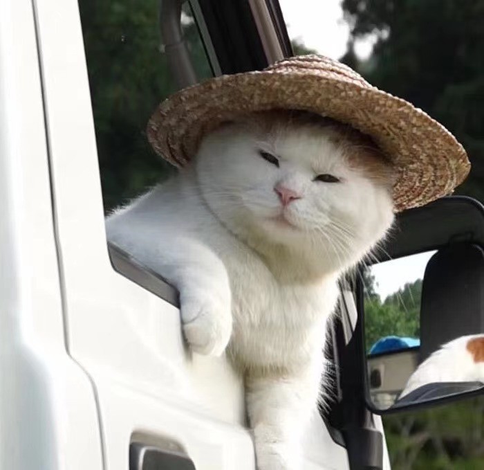 肥猫天上飞,靓猫锅里炖幼崽,忧伤猫咪最可爱