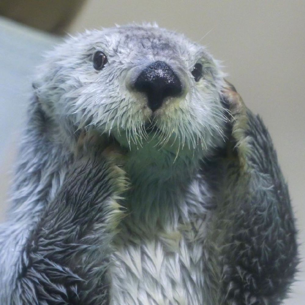 太萌了吧羽生结弦撞脸小兔子和小水獭揉脸一模一样