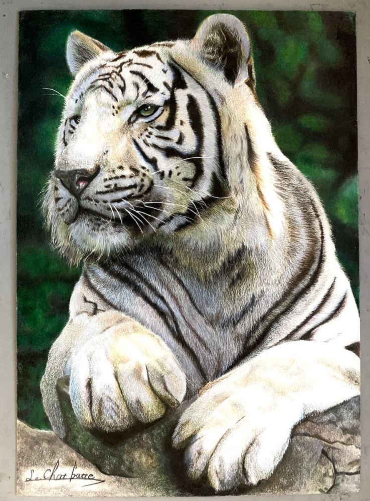 17岁少年彩色铅笔画动物每一幅都生动画里有灵魂