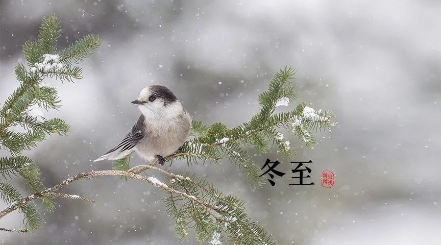 冬至阳来复草木渐滋荫