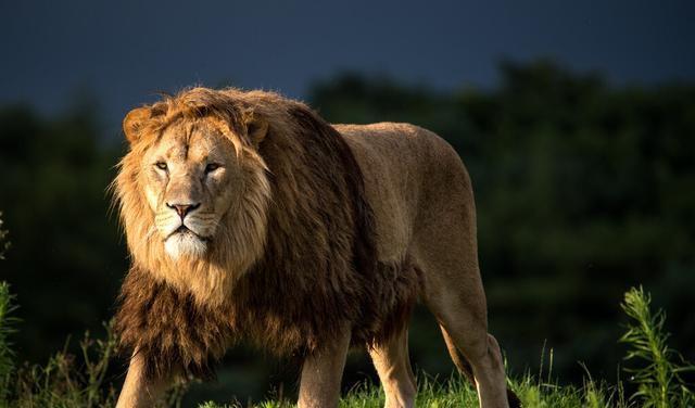 人文渝西千年昌龙记