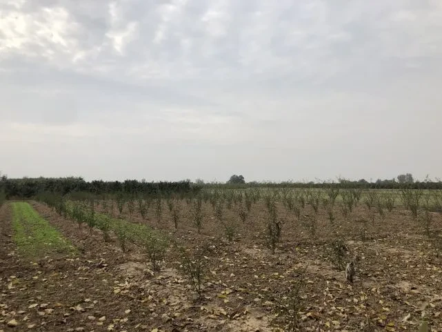 辛丑牛|2021年是寡年，老话说：“寡年不见春，人民留一半”，啥意思