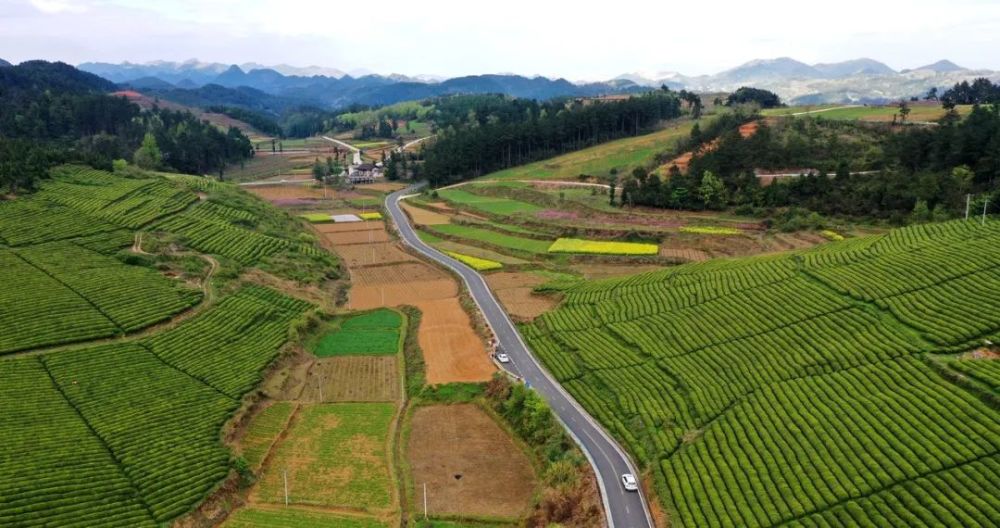 岑巩县客楼镇白家坝村茶园.李昌焯 摄