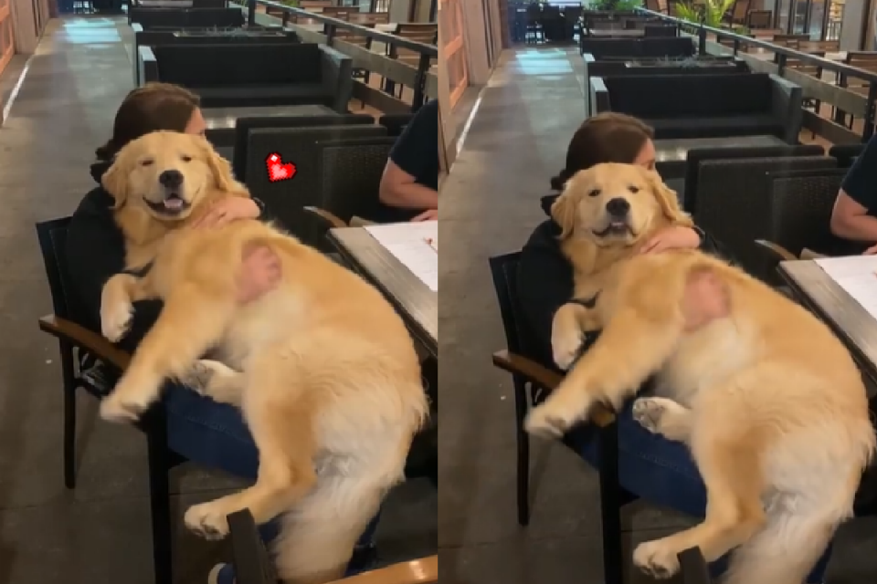 寒冬巨大金毛寻回犬化身毛绒玩偶 网友表示这个玩偶超想要 腾讯新闻