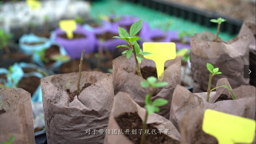 农大二十四节气果蔬教授原永兵的甜蜜事业