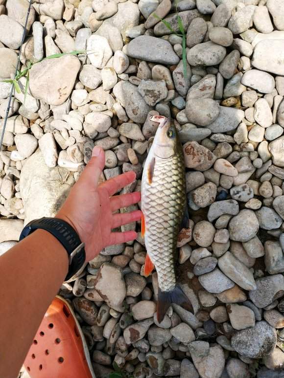 然而,其中一种体型并不算是多么庞大的"军鱼",却