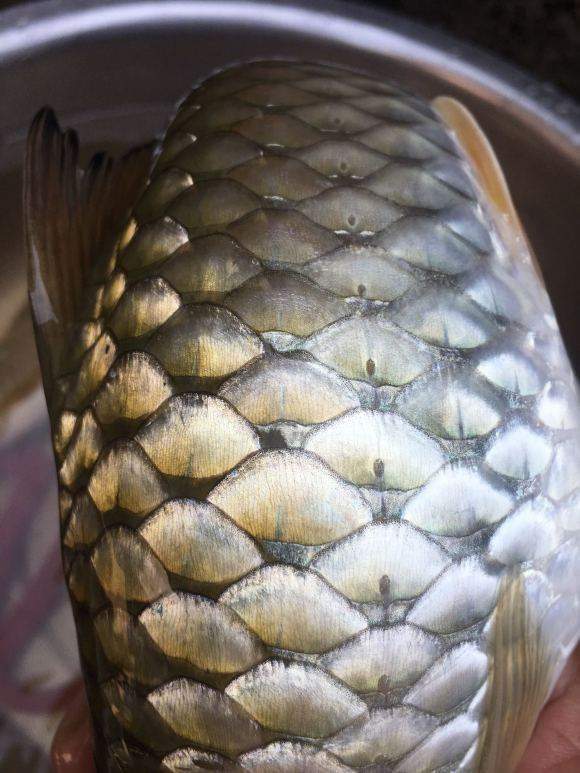 军鱼最大只有十几斤,却被称为淡水之王,军鱼到底有何魅力?