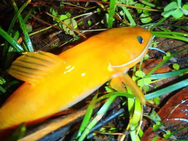 重庆山里的奇鱼,随山洪而出现,钓鱼人称它"小黄龙"