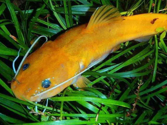 重庆山里的奇鱼,随山洪而出现,钓鱼人称它"小黄龙"