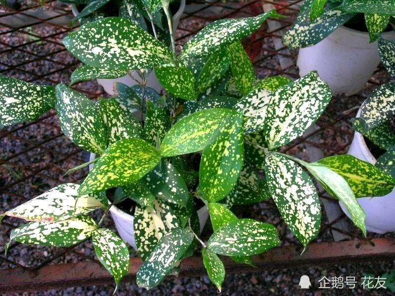 星点千年木日常养护喜高温忌曝晒散射光晒出星点