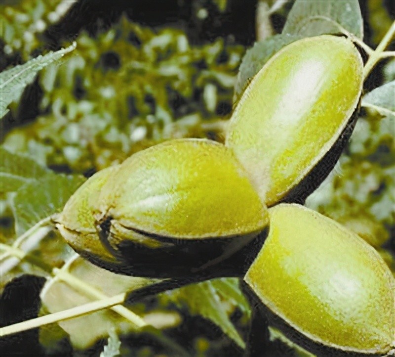 林草科普|薄壳山核桃,集大地之灵气_腾讯新闻