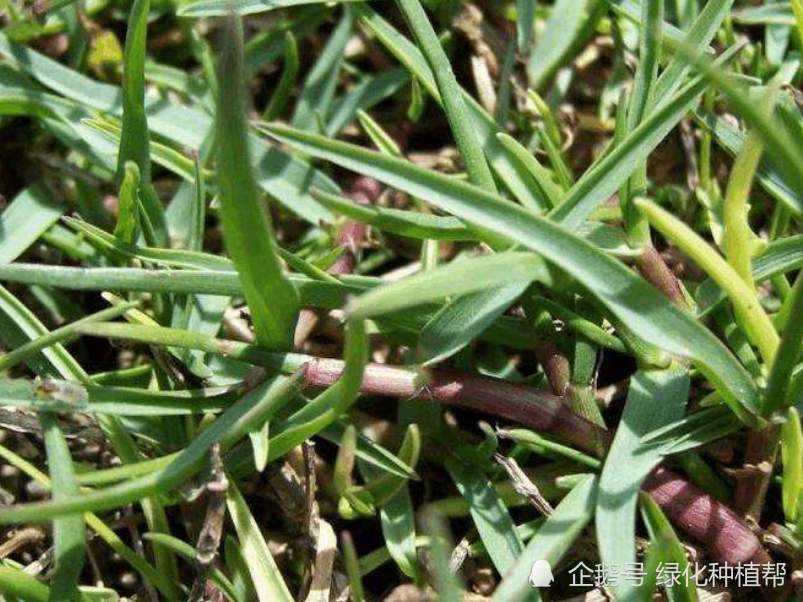 狗牙根虽然名字另类却有着极强的生命力