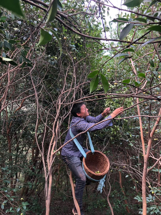 茶果成熟采摘季亦是开花结果时野生茶果的一生