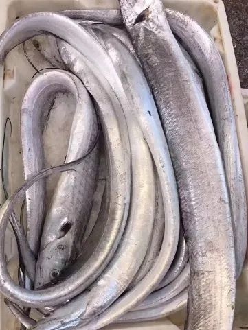 这就带你们去瞧瞧见到了锃亮锃亮的雷达网带鱼今天,普陀君在舟山市