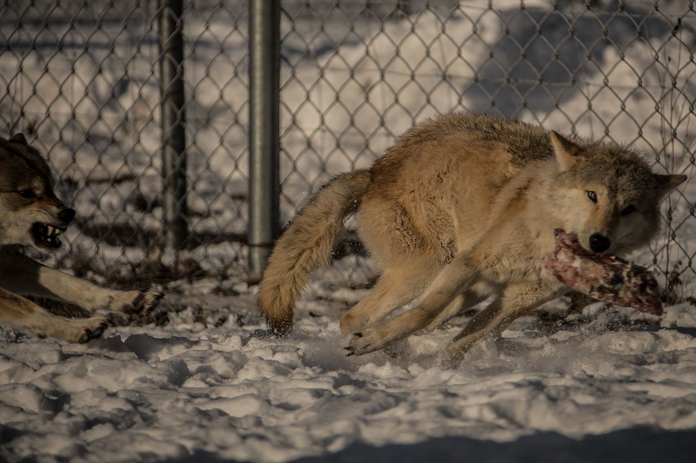 北美荒野狼王:用爱情和生命来唤醒人们的良知!
