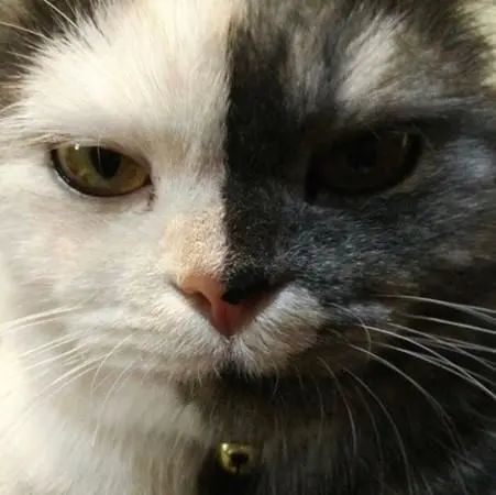双面猫一半黑一半白,对称"厌世脸"超人气_腾讯新闻
