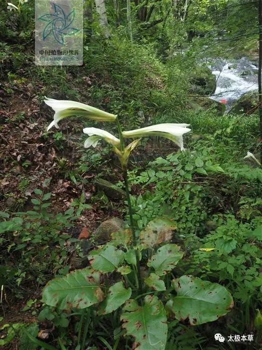 分佈西南地區.為百合科植物蕎麥葉大百合的鱗莖.夏,秋採挖鱗莖.