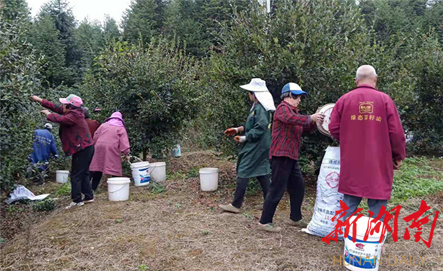 致富带头人推荐报告怎么写(致富带头人先进事迹材料模板)
