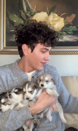 超想体验一下!|二哈|柯基|狗狗|铲屎官|柴犬