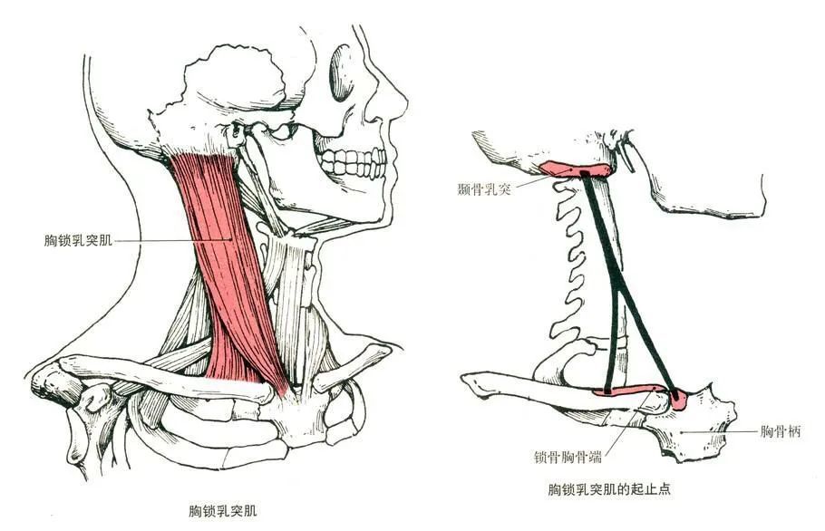 「胸锁乳突肌」分布于脖子的两侧主要作用就是帮助颈椎稳住咱们的聪明
