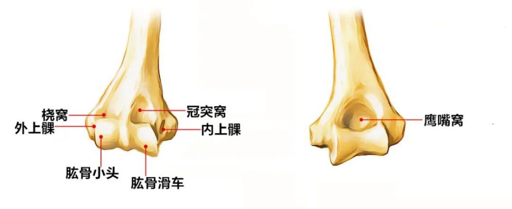 附肢骨上肢骨和下肢骨 - 耻骨下支解剖图 - 实验室设备网