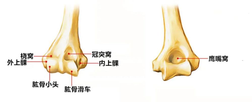 高清解剖圖譜!