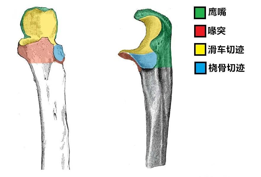 附肢骨上肢骨和下肢骨 - 耻骨下支解剖图 - 实验室设备网