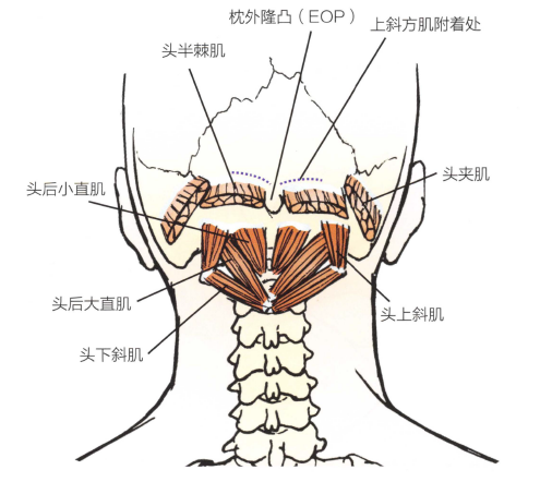 頭夾肌,頭後小直肌,頭後大直肌,胸鎖乳突肌,頭上斜肌,枕大神經