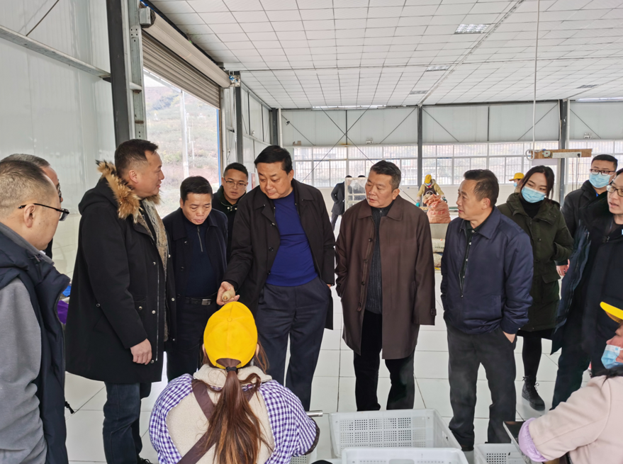 彝良县长陈祥彬等调研鑫水月公司,做强天麻品牌打造知名度