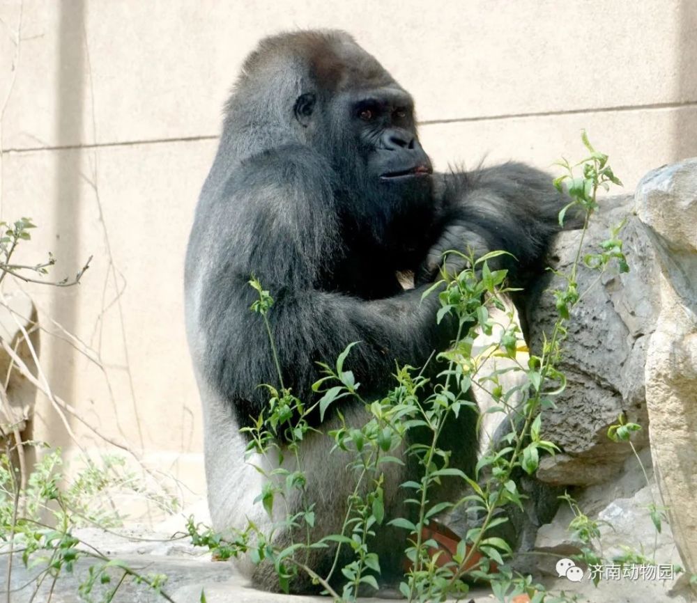 大猩猩排行_世界上最会自拍的大猩猩去世了,年仅14岁,背后的经历令人心碎...