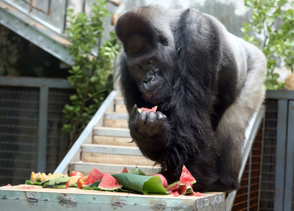 5岁,国内动物园寿命最长大猩猩_腾讯新闻