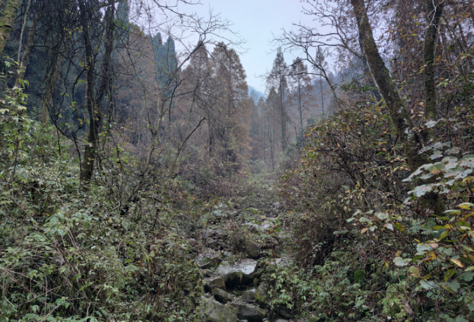 什邡鎣華山,512汶川大地震後封山,10多年後驢友冒險進入