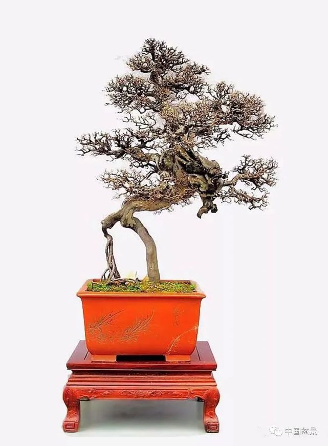 千姿百态雀梅盆景大收集