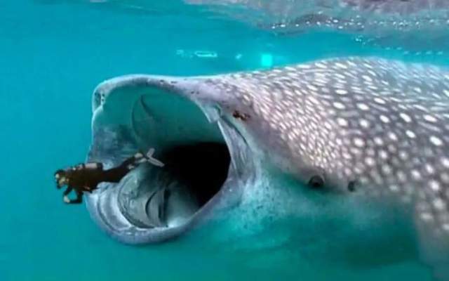 世界上唯一一个被鲸鱼活吞之后还能存活的人,他究竟是如何做到的