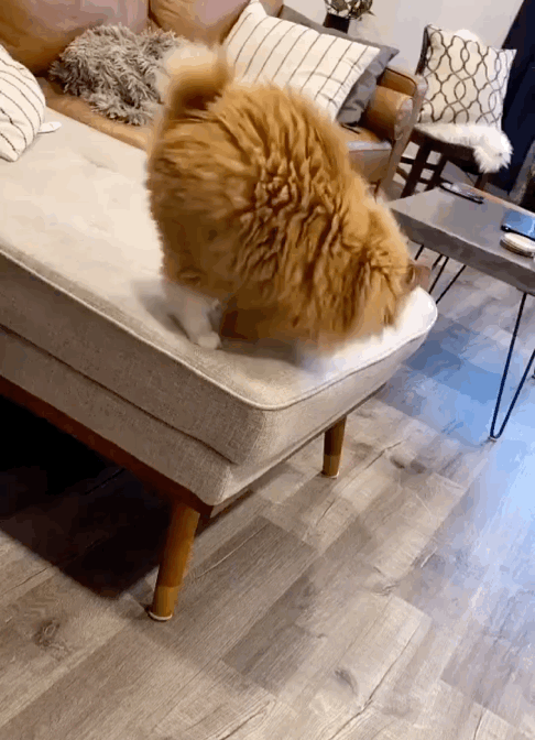 "网红给丁真开了美颜滤镜后……"网友:哈哈哈求你放过这张脸吧!