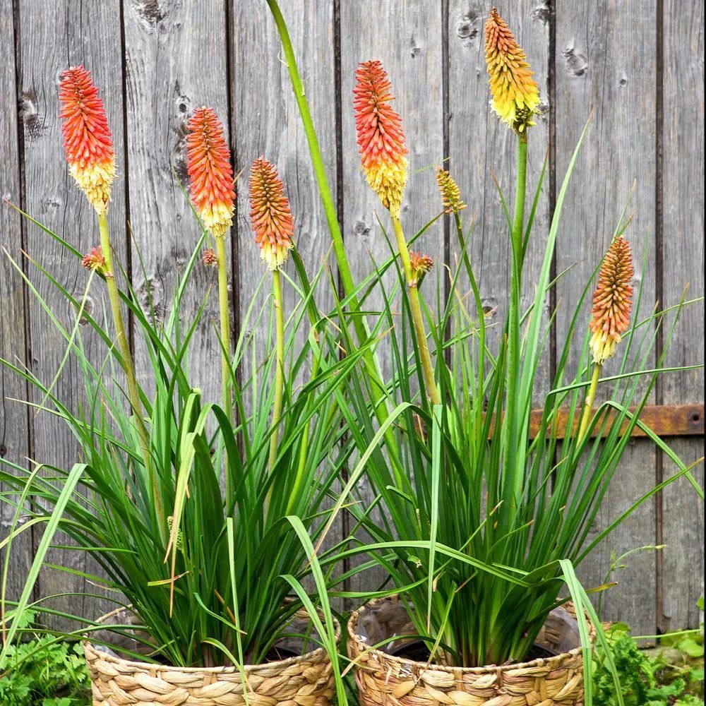 耐寒又耐热的火炬花特别小众的庭院花卉