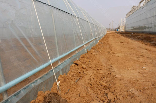 导读:地锚就是埋在地下的,它在连接温室上的压膜线或压膜带,这样就