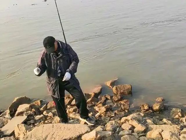 该停手了!武汉长江大桥有人锚鱼,半米多长大鱼中钩,江豚生存或受威胁